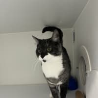 Photo of Megatron