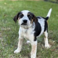 Photo of Curly Wurly 