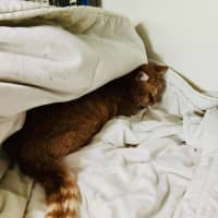 Photo of Gingy
