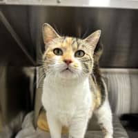 Photo of Suni