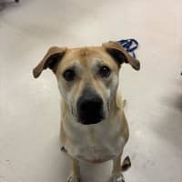 Photo of Scooby