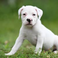 Photo of Hamish