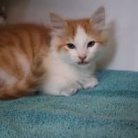 Photo of Puck