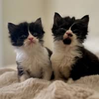 Photo of Charlie And Chaplin 