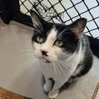 Photo of Oreo