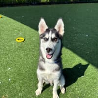 Photo of Groot Imp 2437