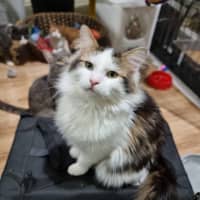 Photo of Loki