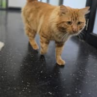 Photo of Comet