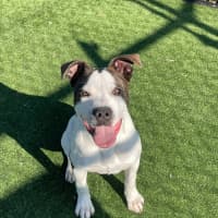 Photo of Iggle Piggle Imp 1690