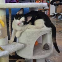 Photo of Olive