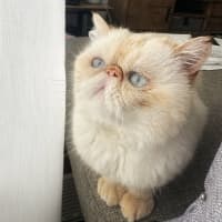 Photo of 🥣Tofu🥣