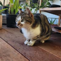 Photo of Mishka (Was Miss Fish Stick)