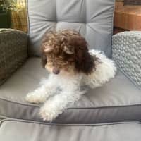 Photo of Harmony ☺️