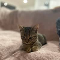 Photo of Tinkerbell