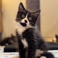 Photo of Kit