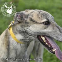 Photo of Tiger Racing Name Nyngan Tiger