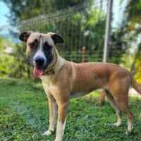 Photo of Shilo