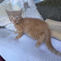 Photo of Charlie (Was Nutmeg)