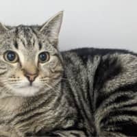 Photo of Penny