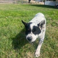 Photo of Bandit