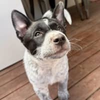 Photo of Bindi 💞🎾