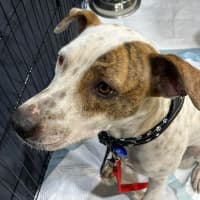 Photo of Daisy   2 Year Old Bull Arab X