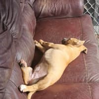 Photo of Amber