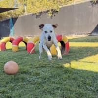 Photo of Snickers