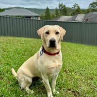 Photo of Pearl   14 Month Old Labrador