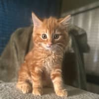 Photo of Dorian, Keegan & Stormy (Available Separately)