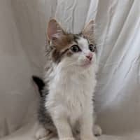 Photo of Cracker