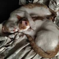 Photo of Biscoff Was Ginger