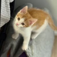 Photo of Amber 