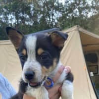 Photo of Clover   8 Week Old Kelpie X (Trial)