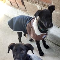 Photo of Pumpkin   12 Week Old Wolfhound X