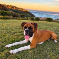 Photo of Moose   2.5 Year Old Boxer