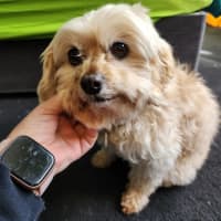 Photo of Lola Silvanus