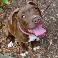 Photo of Butterscotch