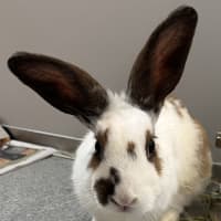 Photo of Bethany (Bonded To Bert)