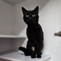 Photo of Nyx