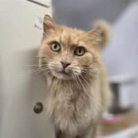 Photo of Chilli