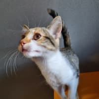 Photo of Willow