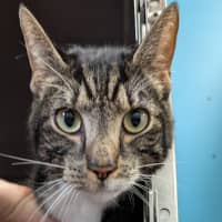 Photo of The Jailbreaker 