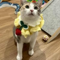 Photo of Willow   Located In Doreen