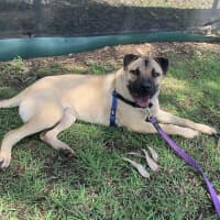 Photo of Cookie
