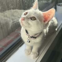 Photo of Vivi   In Foster Care In Avondale Heights