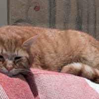 Photo of Jasper