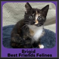 Photo of Brigit 