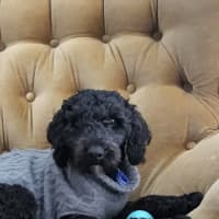 Photo of Wally   1 Year Old Cavoodle (Hold)