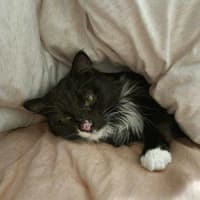 Photo of Kormos   Located In Thornbury